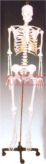 Life-Size Skeleton 170cm tall